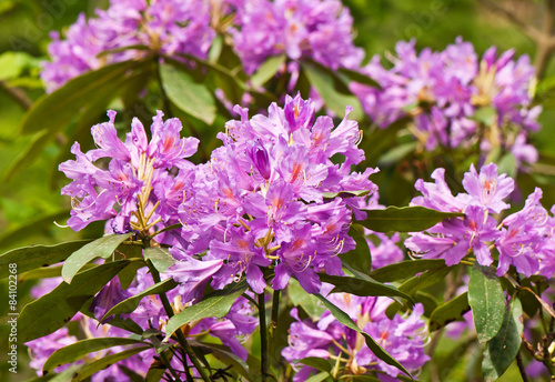 flowering rhododendrons