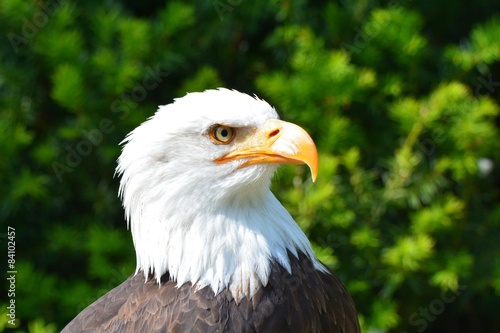 Weiskopfseeadler