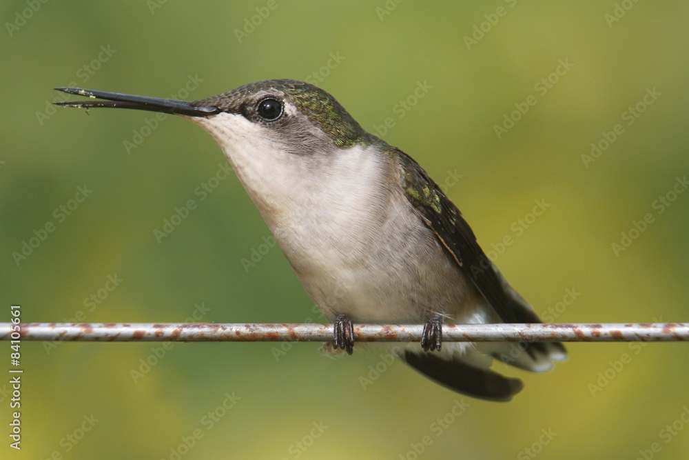 Obraz premium Ruby-throated Hummingbird (archilochus colubris)