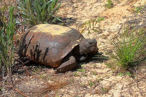 Gopher Tortoise (Gopherus polyphemus) photo