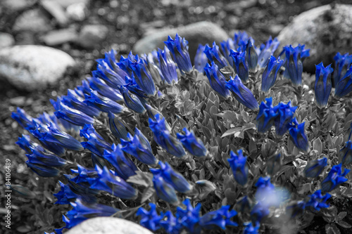 niebieskie-kwiatki-na-czarnym-bialym-tle