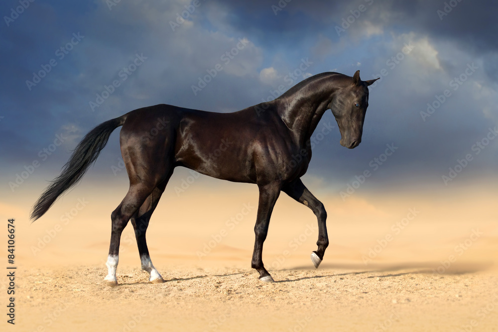 Beautiful black achal teke stallion horse in desert Beautiful black achal teke stallion horse in desert