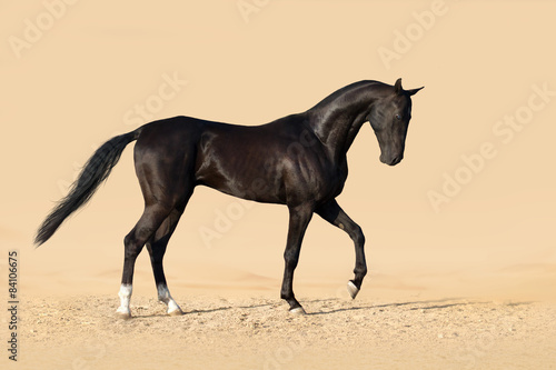 Beautiful black achal teke stallion horse in desert