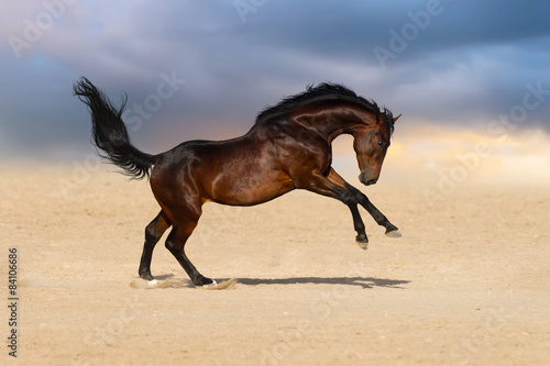 Bay stallion horse playing in sandy field against sunset sky