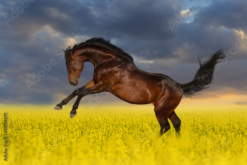 Beautiful bay horse run gallop in rape field #84106691