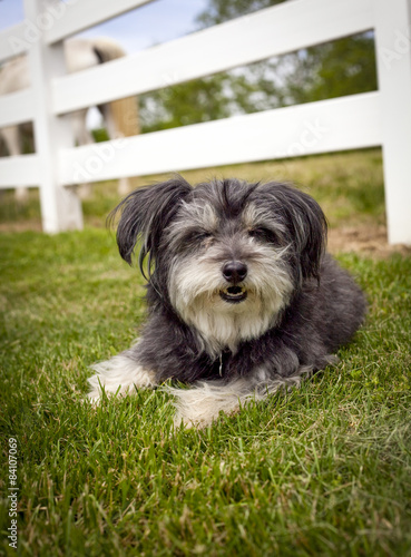 Fluffy grey and white sales dog