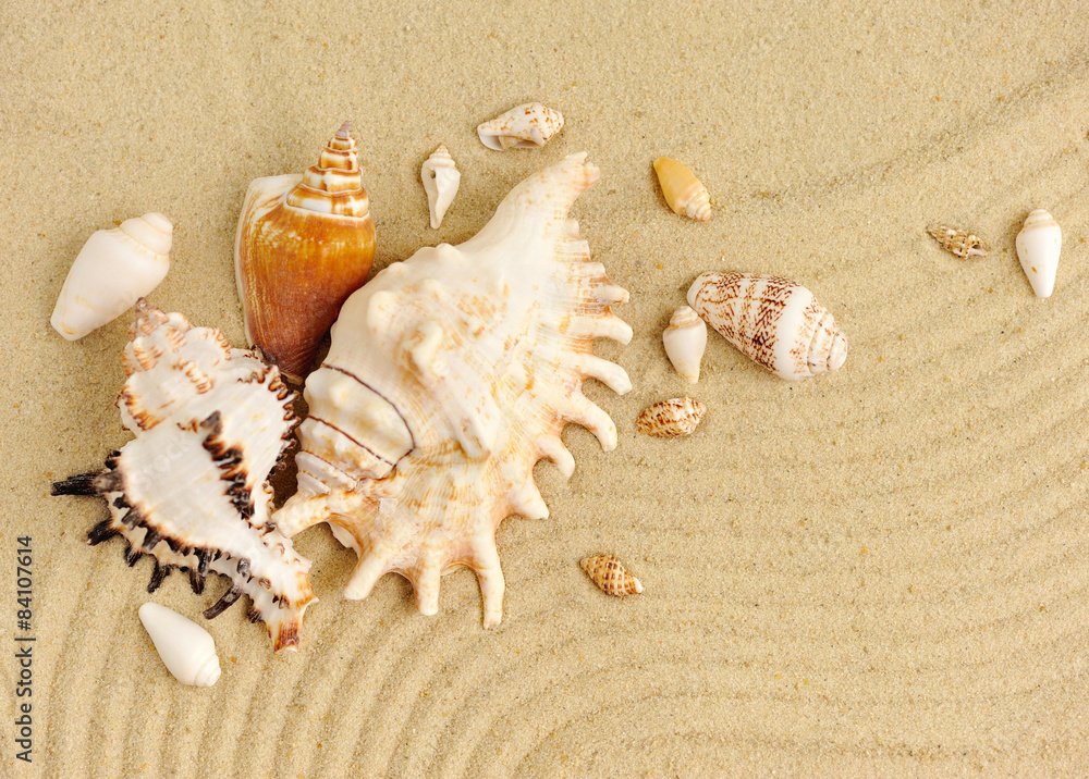 Sea shells on sandy beach