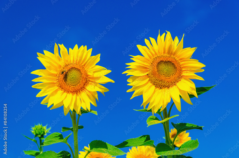 Naklejka premium Two beautiful sunflowers and blue sky
