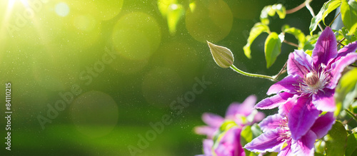 art Summer or spring beautiful garden background with clematis f photo