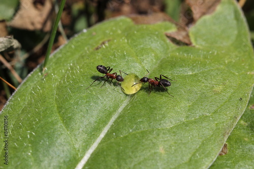 Zwei Ameisen, die von einem Tautropfen trinken.