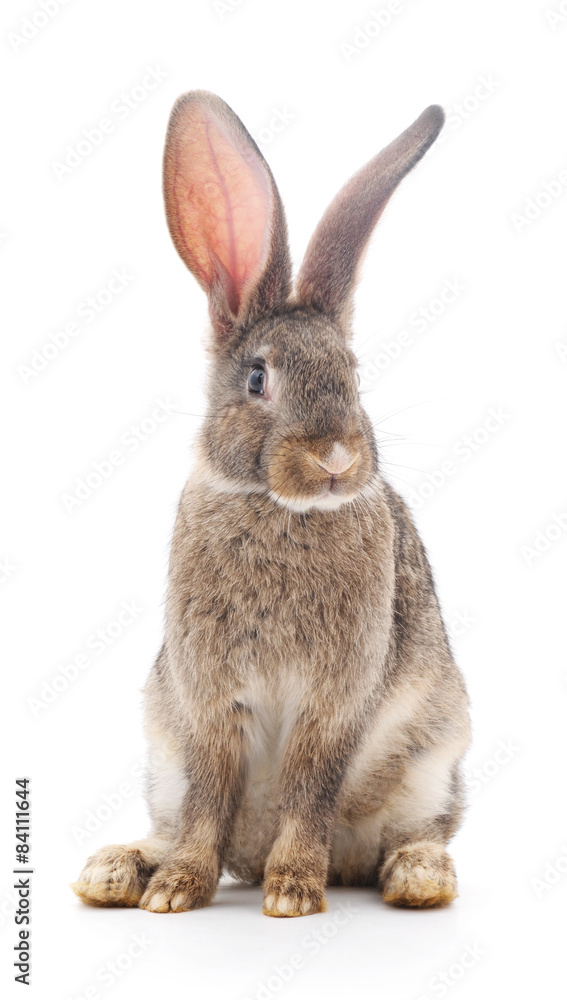 Fototapeta premium Baby rabbit.