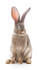 Baby rabbit.