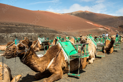 Caravan of camels in the desert on Lanzarote  © tan4ikk