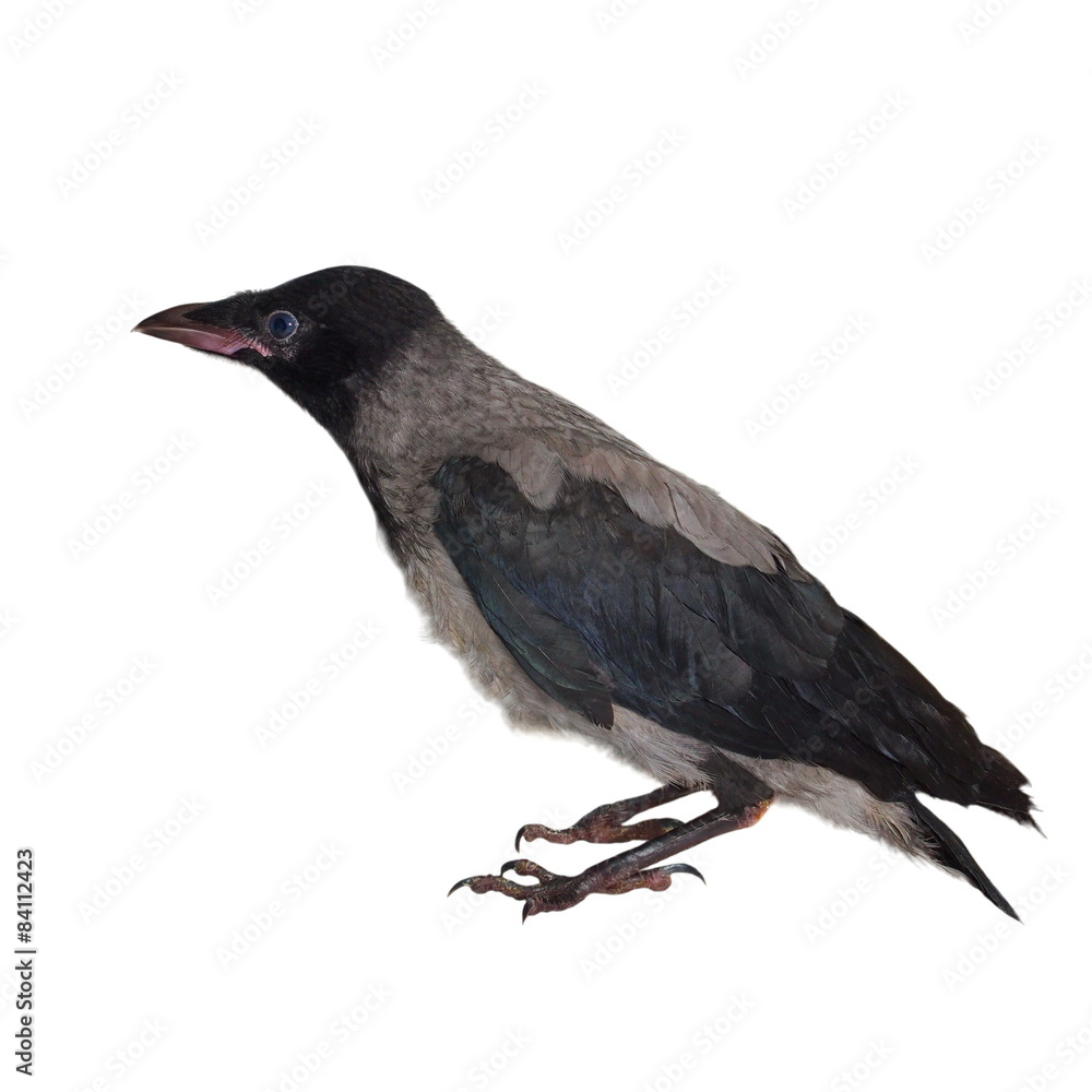 Obraz premium Young hooded crow (Corvus cornix) isolated on white
