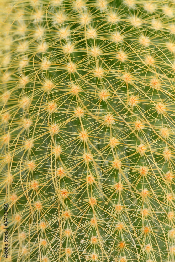 Obraz premium cactus background
