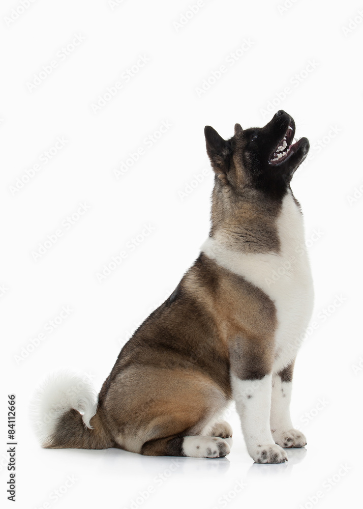 Dog. American Akita puppy of white background Dog. American Akita puppy of white background