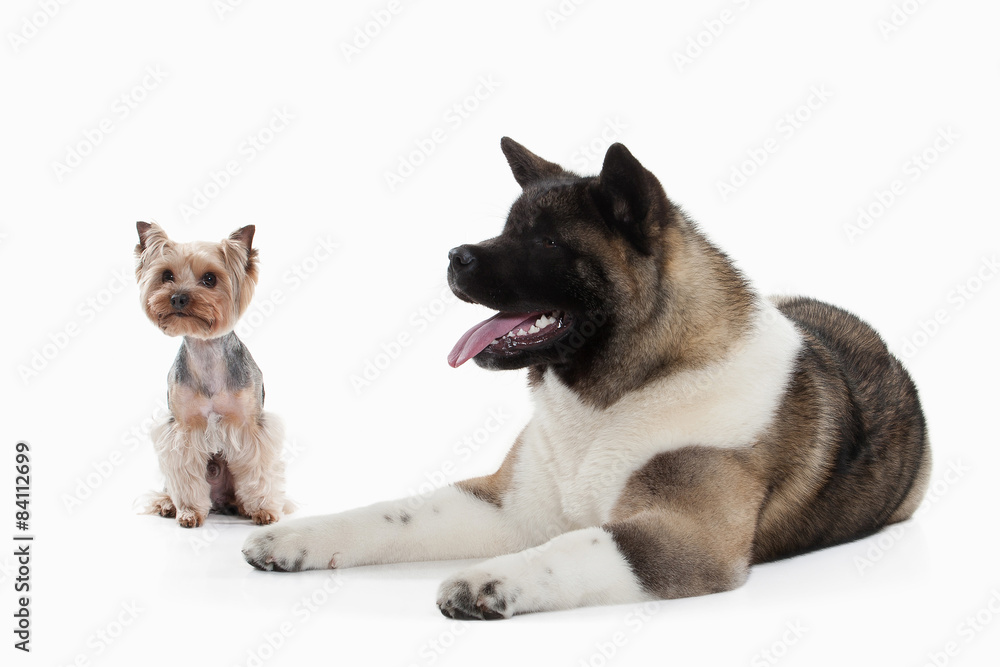 Dog. American Akita puppy and Yorksjire terrier of white backgro Dog. American Akita puppy and Yorksjire terrier of white backgro