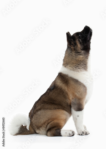 Dog. American Akita puppy of white background