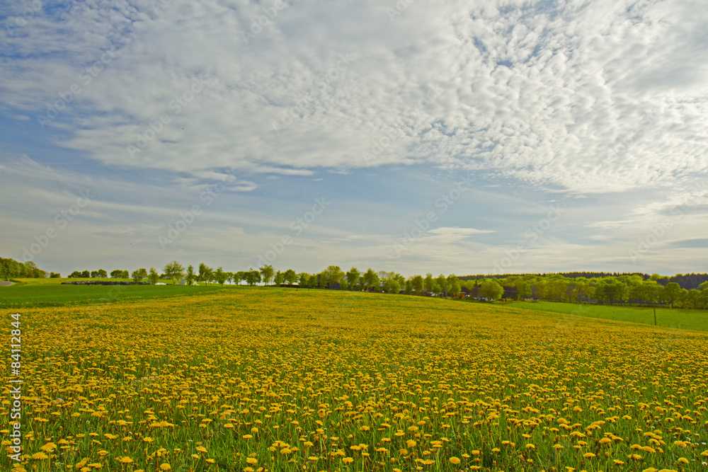 Field of dandelions in the countryside in Germany.