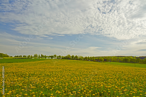 Field of dandelions in the countryside in Germany.