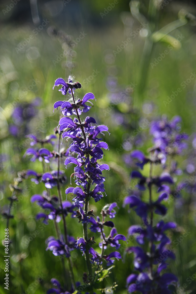 fiori di campo viola rosa fiori di campo viola rosa