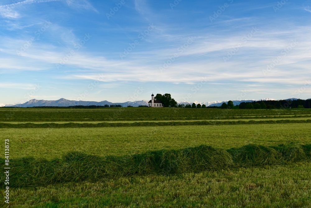 Fototapeta premium frisch geschnittenes gras