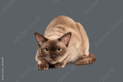 Cat. Chocolate Burmese cat of gray background