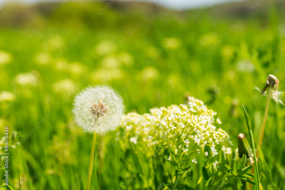 Close Up of Dandelion Seed Head in Green Field