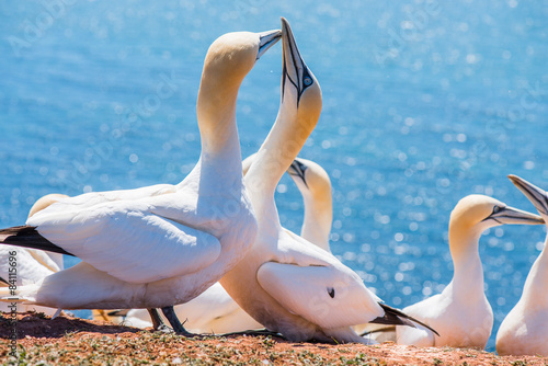 Brütende, balzende Tölpel, Basstölpel in freien Wildbahn
