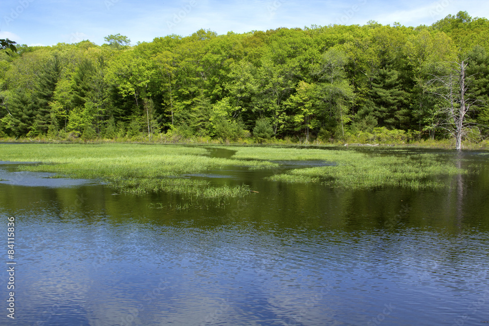 Marsh with woods and open water in Hebron, Connecticut.
