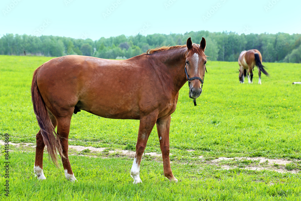 Obraz premium Beautiful horses