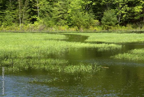 Water trail in marsh grasses with woods in Hebron, Connecticut.