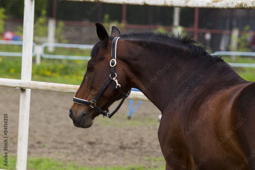 Fototapeta premium Horse on roaming in the paddock.