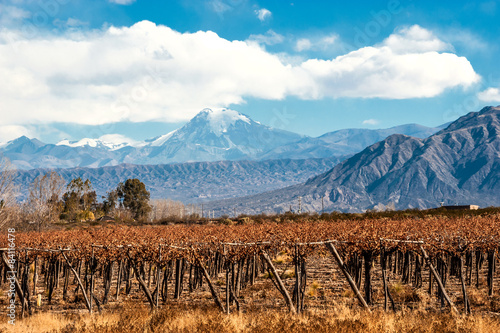Volcano Aconcagua and Vineyard, Argentine province of Mendoza photo