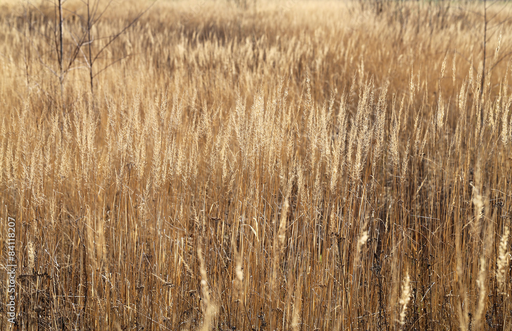 Dry grass in a field Dry grass in a field