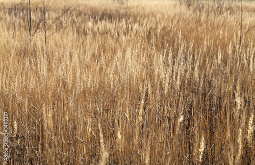 Dry grass in a field
