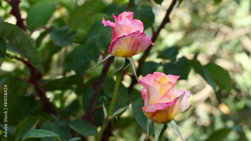 rose rose