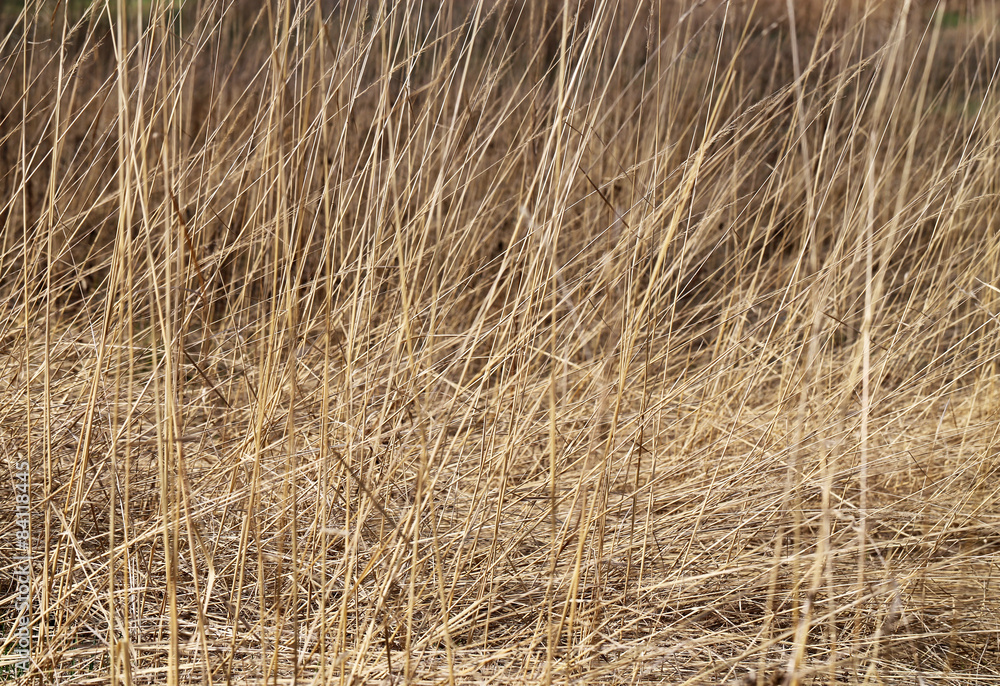 Dry grass in a field Dry grass in a field