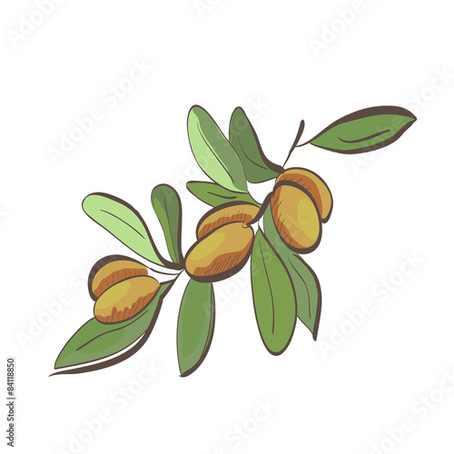 Illustration of flat argan fruits on branch