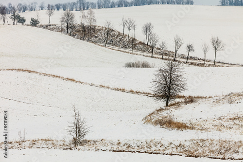 Wallpaper Mural Trees in field covered by snow. Winter scenery Torontodigital.ca