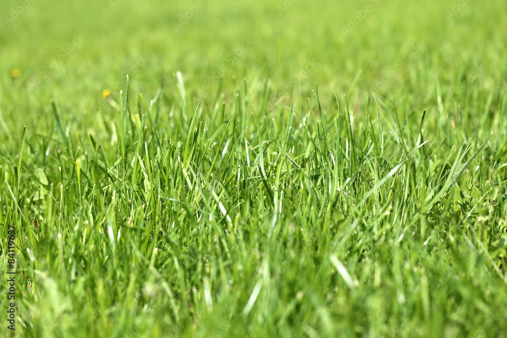 Green grass in a field Green grass in a field