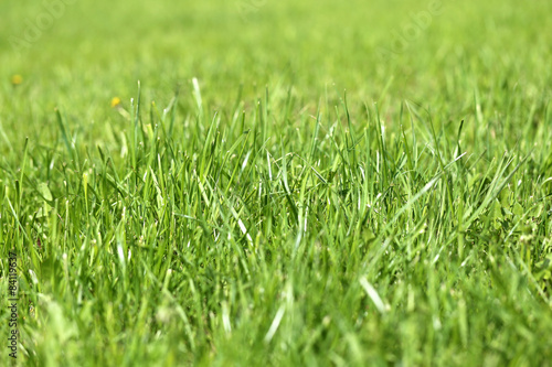 Green grass in a field