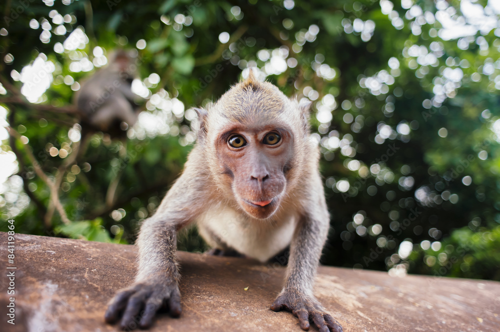 Naklejka premium monkey macaque sitting on the stone close up