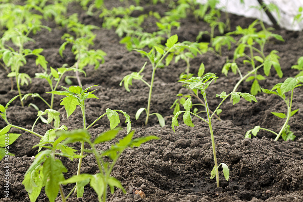 Obraz premium tomatoes 