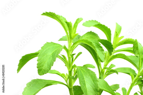 stevia herb closeup in pure white background