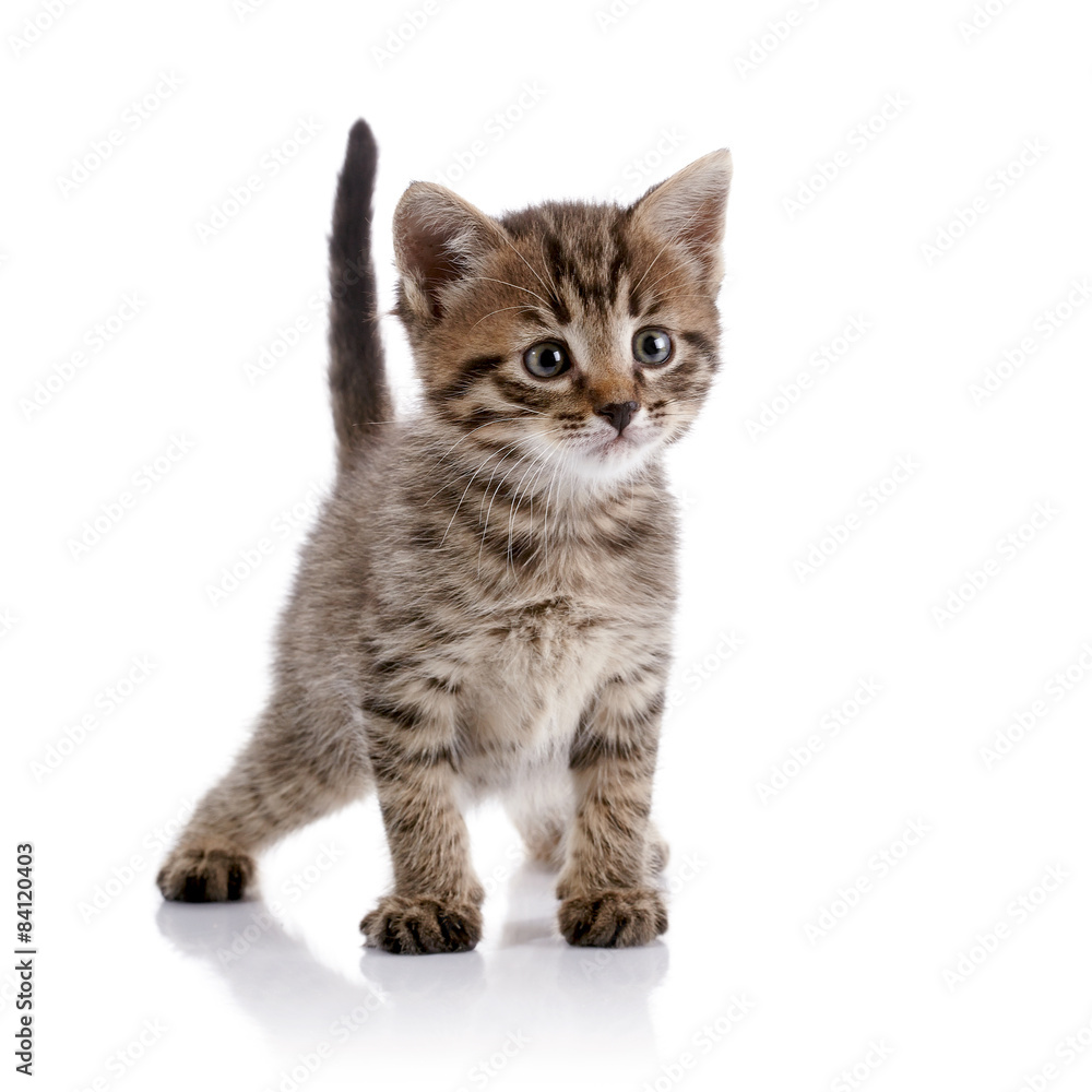 Obraz premium Striped amusing domestic kitten.