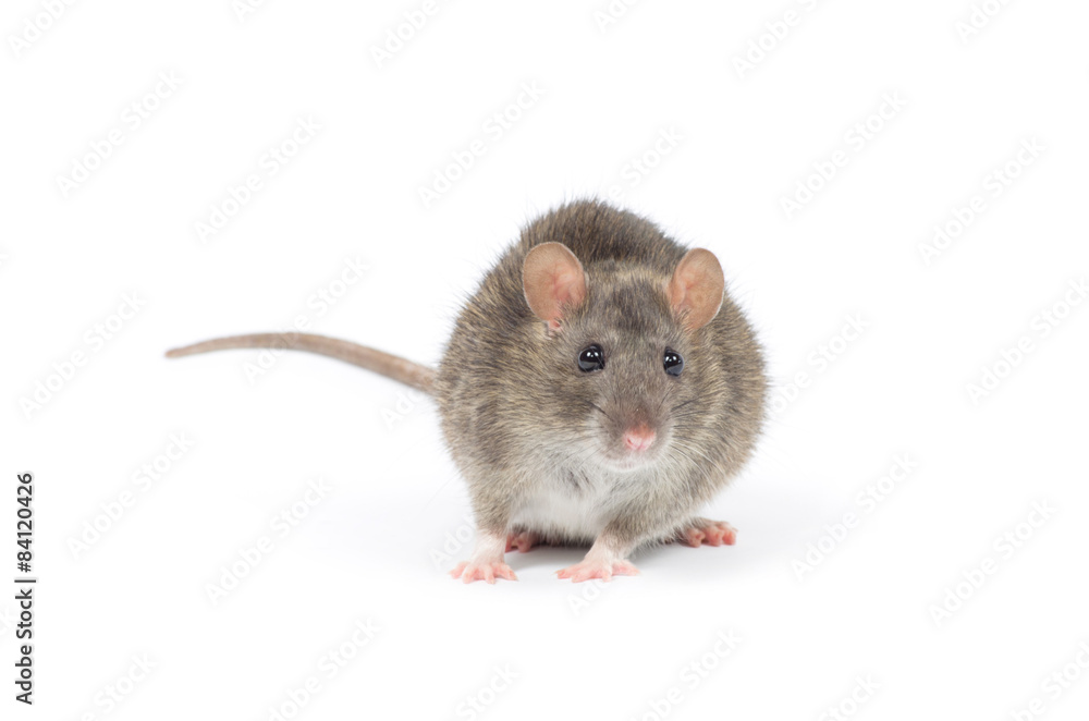 rat rat
