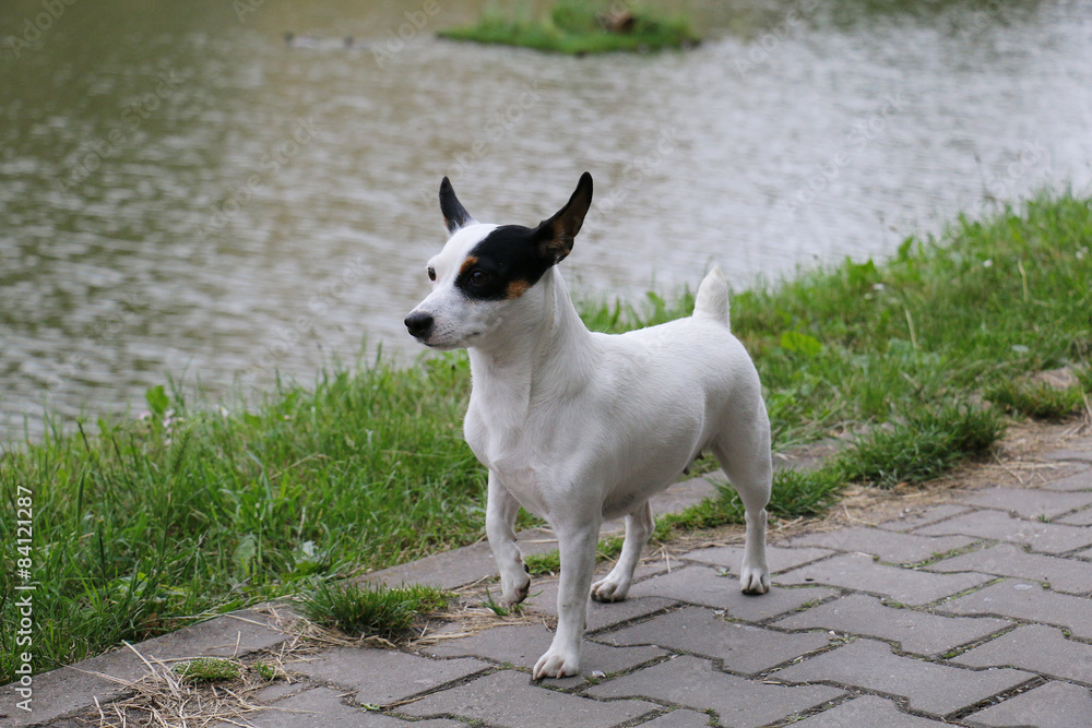 jack russel jack russel