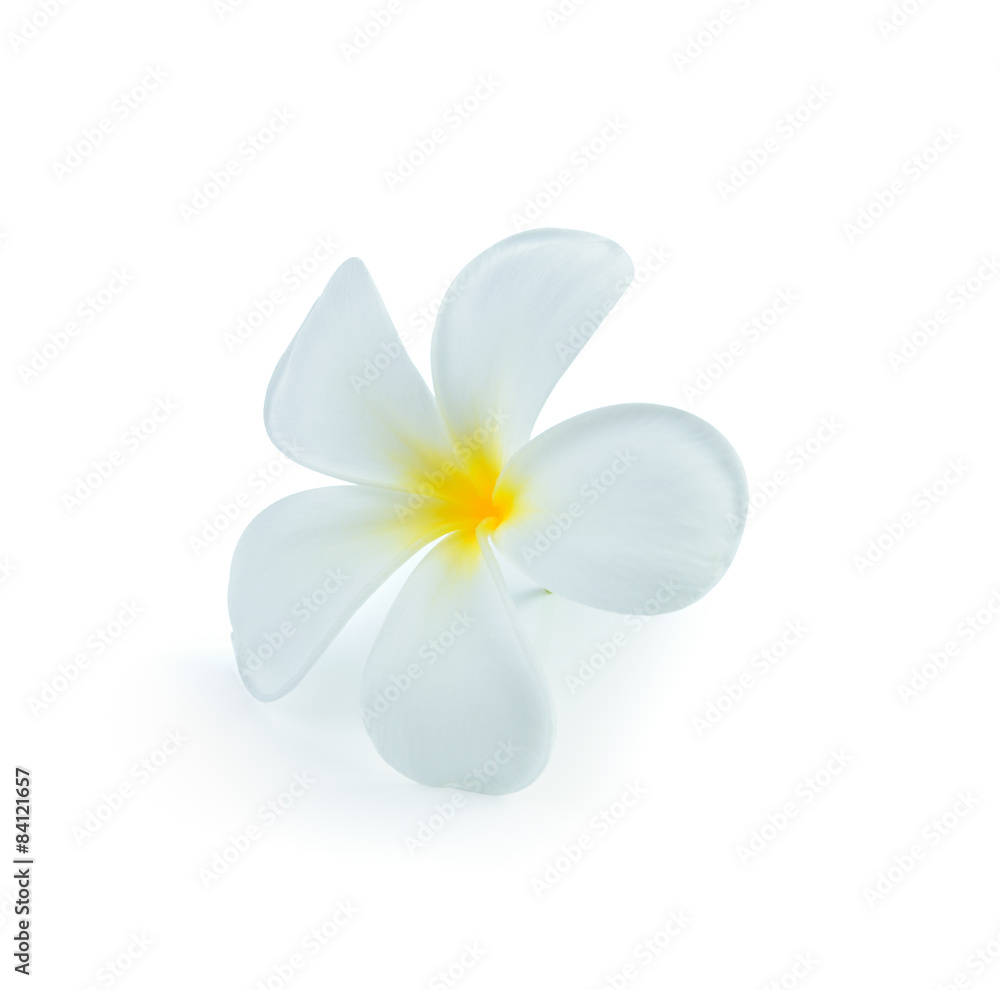 White frangipani flower isolated white background White frangipani flower isolated white background