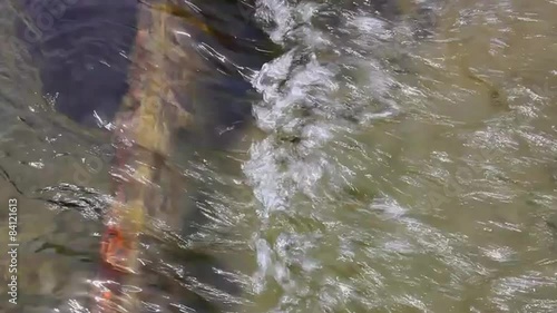渓流
